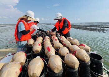 東石海之夏煙火秀點亮夜空　1.7萬發煙火31日華麗登場