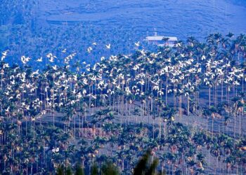嘉義秋季限定「萬鷺朝鳳」　賞鳥行程不容錯過