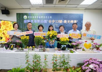 臺中農改場耐熱夏菊　新品種台中13號-晨光檸夢 提供國內栽培新選擇