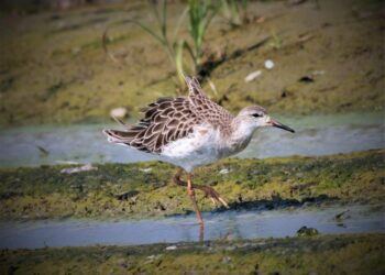 候候鳥季來臨!全台鳥友總動員　雲嘉南出現5000多隻數十種飛羽