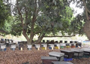 彰縣辦理蜂群天災現金救助　農民可向公所提出申請現金救助