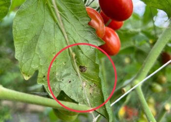 銀葉粉蝨密度攀升　縣府籲農友進行防治