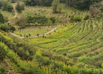 龍潭魅力無限!2024桃園魯冰花季 魅力盛夏綻放