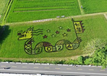 彩繪田「龍來好運」已進入最佳觀賞期　快來一起看滿載七星好運的一條龍