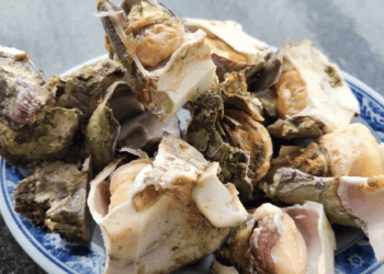 藤壺採集大揭秘 東北角海邊的美味珍饈你嘗過了嗎？