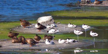 候鳥季來了 「鷺境嘉義」親子賞鳥活動開跑