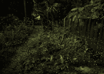 文山農場螢火蟲盛宴 賞螢套裝行程現正報名中 親子共享夏日樂趣