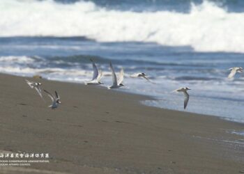 燕鷗繁殖季即將到來　海保署籲遵守「四不一要」 共同守護燕鷗家族