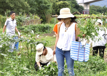 體驗原民農業智慧 新北市首場Lipahak食農教育體驗活動熱鬧開跑