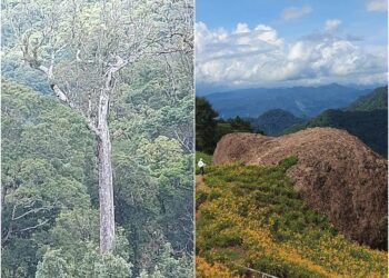 後山小調∕赤科山的赤柯巨木