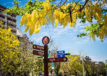 嘉市正值阿勃勒大綻放　親子悠遊品嚐美食不容錯過