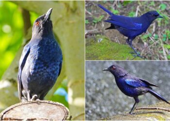用鏡頭看鳥事∕紫嘯鶇匆匆飛過　傳出腳踏車剎車聲