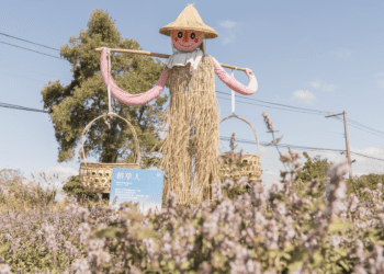 感受台版普羅旺斯魅力 張善政臨場推廣桃園仙草嘉年華 好玩好拍好吃好逛