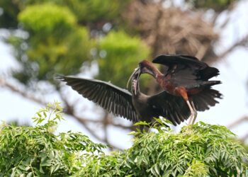 「彩䴉」在台灣台南市首見育雛有可能成為台灣「鳥類新住民」