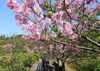 櫻花季倒數 三芝櫻花季將帶您探索自然之美 3/9一起賞櫻