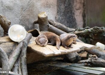 廢棄漂流木 打造臺北市立動物園生態友善設施