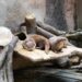 廢棄漂流木 打造臺北市立動物園生態友善設施