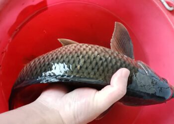 影音/春暖花開 交配期宜蘭田間圳溝常見受困野鯉