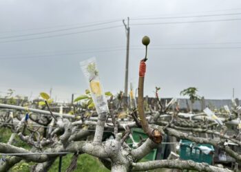 彰化縣高接梨穗寒害受損　確認災損情形後將函報農業部爭取救助