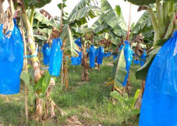 中度颱風「凱米」即將來襲　中區農改場籲農友提前做好作物防颱準備