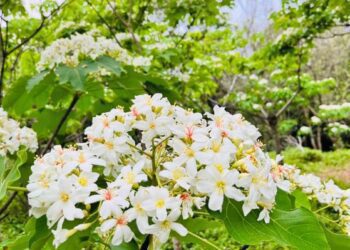《好客竹縣》賞花攻略　漫遊竹縣踏尋繽紛花海美景