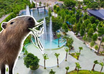 吃火鍋、看水豚、溫泉暖心！2025宜蘭親子「鳳梨屋」全新一日遊攻略 