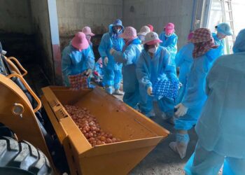 入冬後首見蛋雞場確診H5N1禽流感　雲林古坑撲殺1.5萬蛋雞