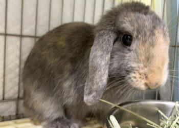 兔友福利來了！新北 115 年「寵物兔絕育補助」開跑 母兔最高可領 2,000 元
