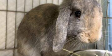 兔友福利來了！新北 115 年「寵物兔絕育補助」開跑 母兔最高可領 2,000 元