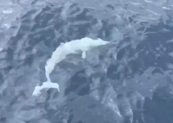 影音/白化飛旋海豚現身龜山島海域 遊客超驚喜