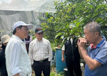 屏東酪梨「只開花不結果」農損嚴重 立委蘇清泉會勘促救助