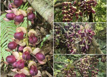 影音/冷埤林道且行且散心 串串血藤花豔麗迎人