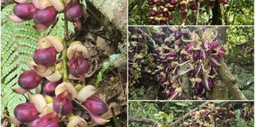 影音/冷埤林道且行且散心 串串血藤花豔麗迎人