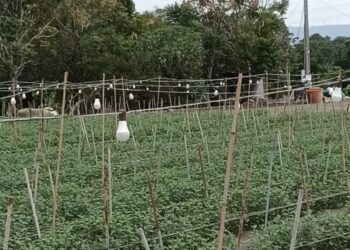 連遭受颱風侵襲夜照菊花田燈泡被吹壞　縣議員議會質詢為花農請命