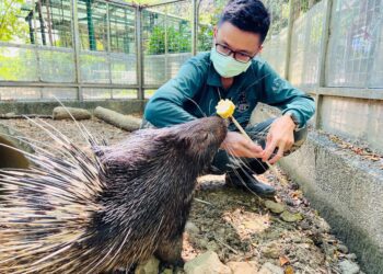 壽山動物園新生冠豪豬「小芋頭」滿月 吃貨萌樣曝光