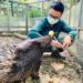 壽山動物園新生冠豪豬「小芋頭」滿月 吃貨萌樣曝光