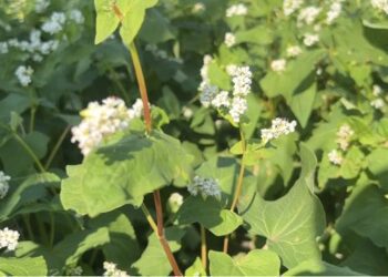 影音/二林蕎麥文化季　愛在蕎麥花開時