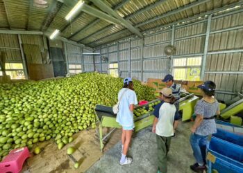 挺友善農友 宥勝助力有機文旦脫困銷售難題
