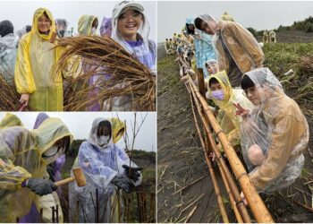 穩固綠色防線　近百學子築籬定砂護海岸