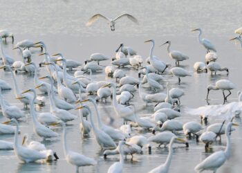 秋冬賞鳥季來了　嘉義縣沿海濕地生態資源豐富