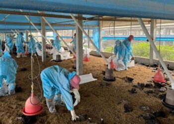 又一禽場慘遭禽流感肆虐　雲林籲業者加強防疫