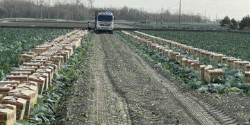 縣市攜手合作穩定產銷　採購近千箱高麗菜讓農民過好年