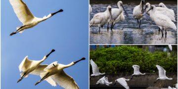 這裡有鳥事/影音/候鳥南飛放寒假 黑琵再成箇中焦點