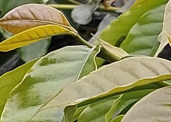 雲嘉小調∕紅茶的祕密　製紅茶不用茶葉？