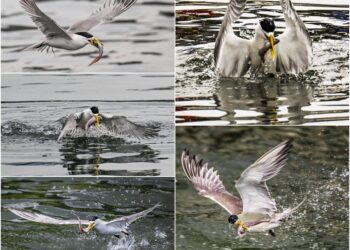 影音∕這裡有鳥事─如戰機壓境 鳳頭燕鷗俯衝獵食快狠準