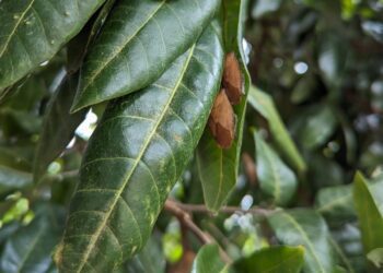 年後立春荔枝椿象將甦醒　臺中農改場籲請農友及早啟動防治