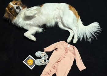 《MLB》大谷翔平升級當爸了！ 喜po愛犬跟「小大谷」照片