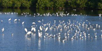 臺灣國際觀鳥馬拉松邁向第十三屆 參賽人數及國際參與創新高