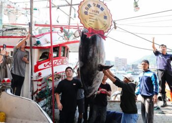 全國第一黑鮪魚拍賣　每公斤13100元總價3523900元賣出　創歷年單價與總價新高