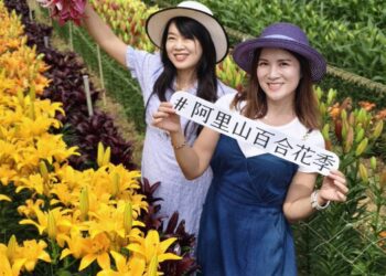 第2屆「阿里山百合花季」登場  40種百合新品種驚豔阿里山